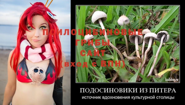 прущие грибы Абаза