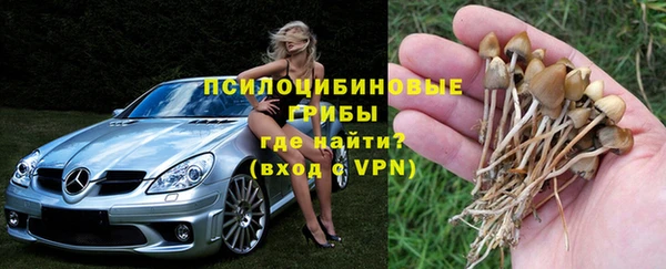 прущие грибы Абаза
