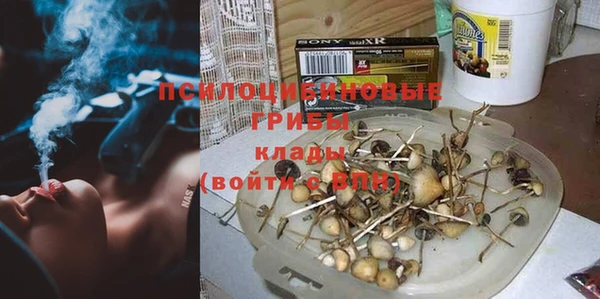 прущие грибы Абаза